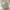 Bean Green Hetian Jade Bead
