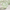Light Green Prehnite Bead