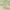 Light Green Prehnite Bead