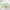 Light Green Prehnite Bead